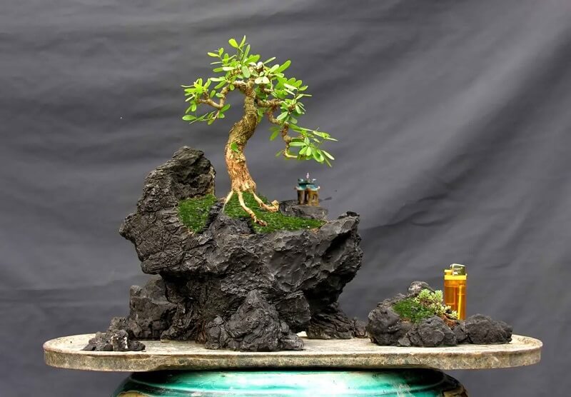 Tiểu cảnh bonsai là gì?