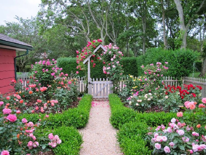 Thiết kế cảnh quan sân vườn ấn tượng với hoa hồng leo vừa rực rỡ, vừa lãng mạn, rất phù hợp với những người yêu thích hoa