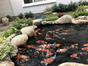 vì sao hồ cái koi chậm lớn