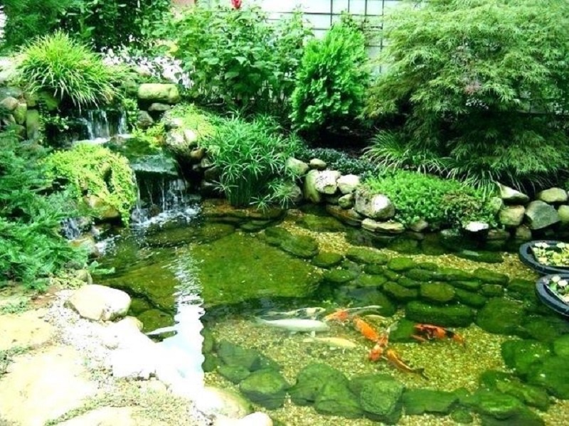 Hồ cá koi làm bằng xi măng trong vườn