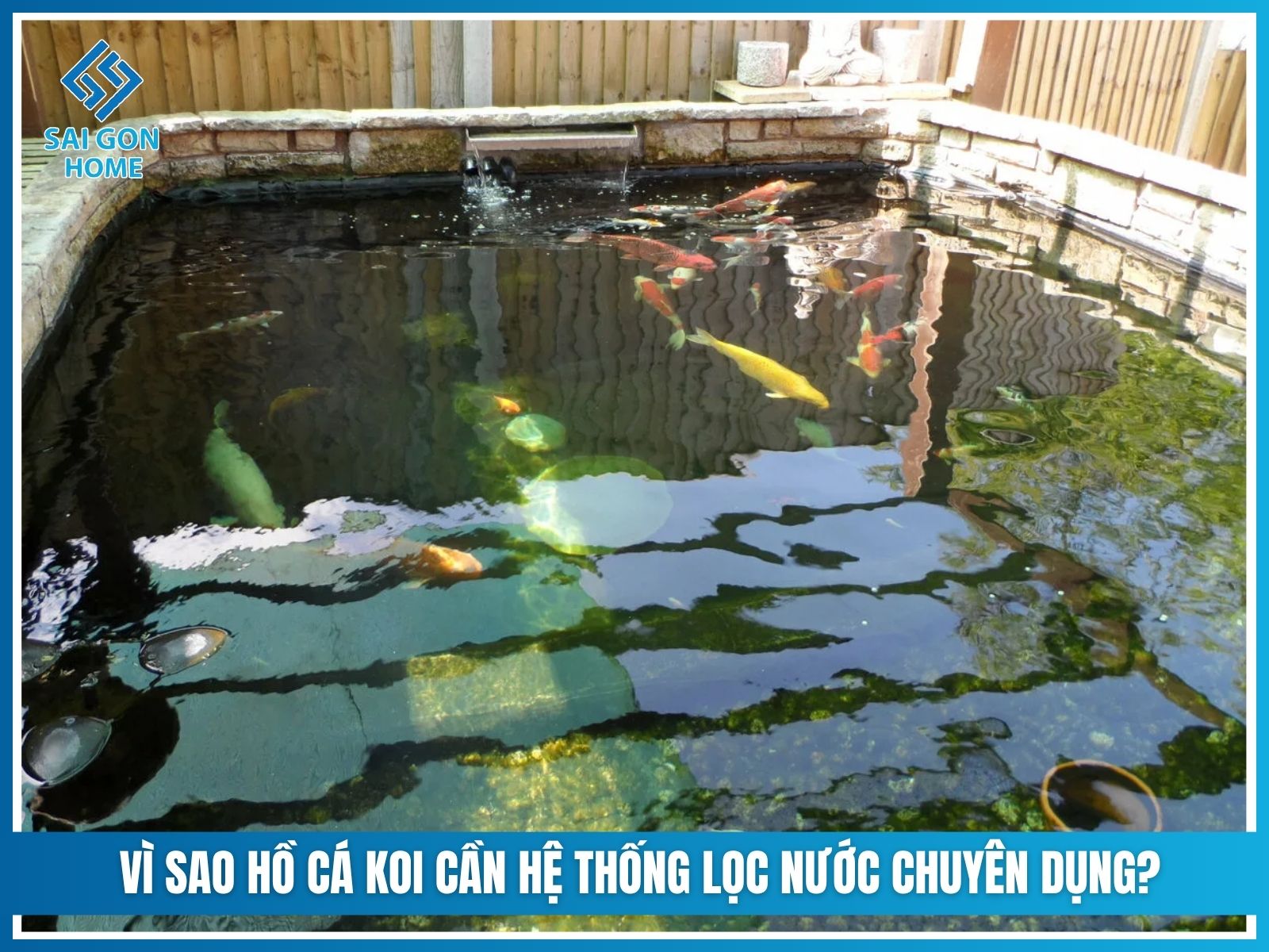 Vì sao hồ cá koi cần hệ thống lọc nước chuyên dụng?