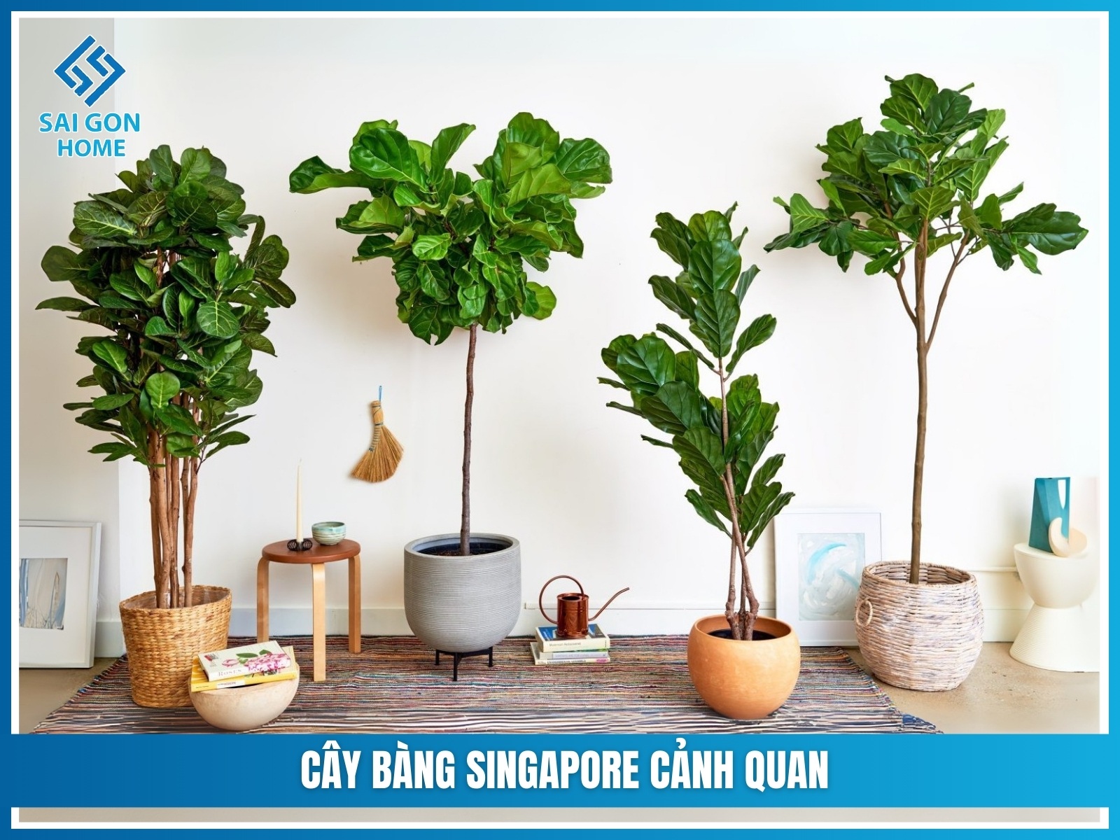 75+ cây cảnh sân vườn dễ trồng & hợp phong thủy 31 Cay bang Singapore canh quan
