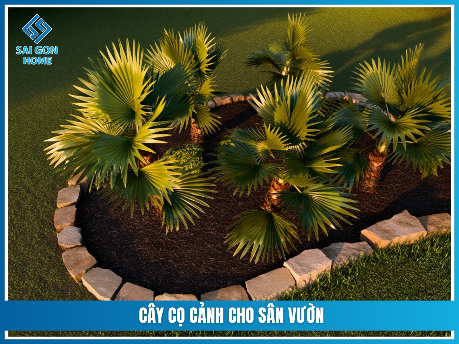 75+ cây cảnh sân vườn dễ trồng & hợp phong thủy 32 Cay co canh cho san vuon