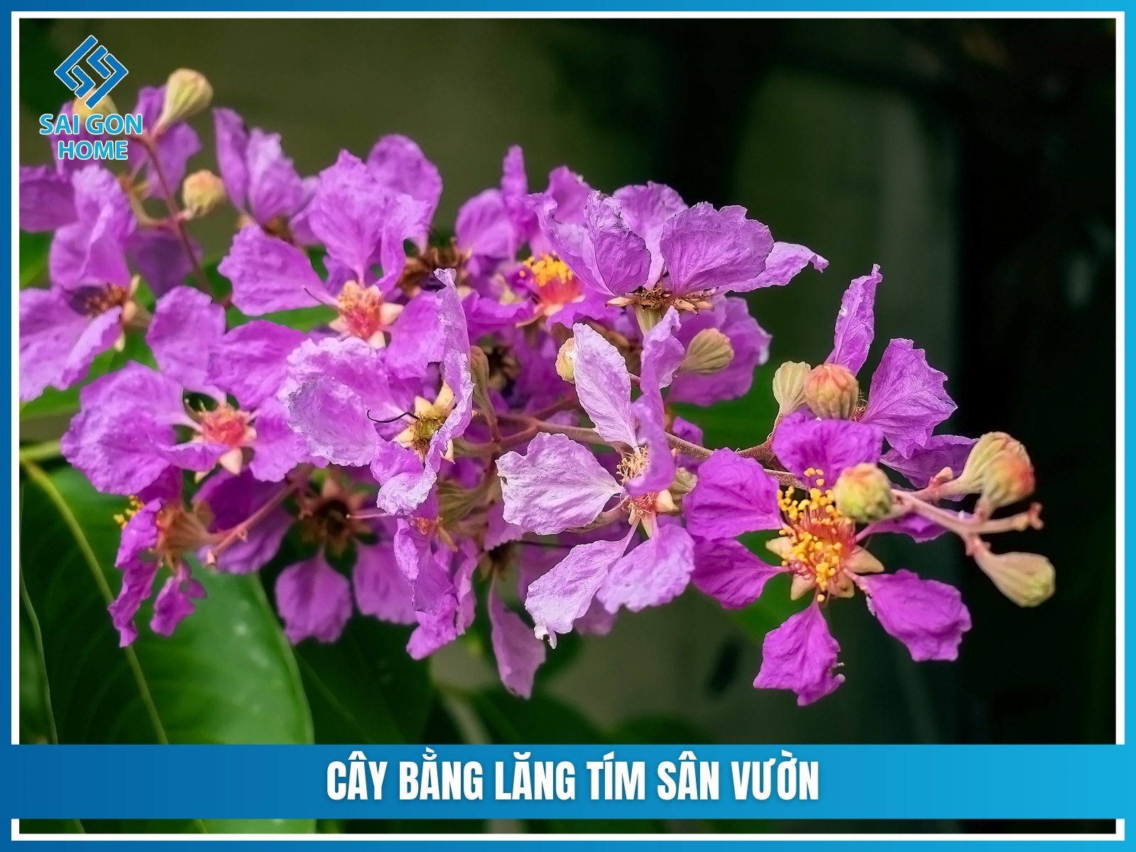 75+ cây cảnh sân vườn dễ trồng & hợp phong thủy 34 Cay bang lang tim san vuon