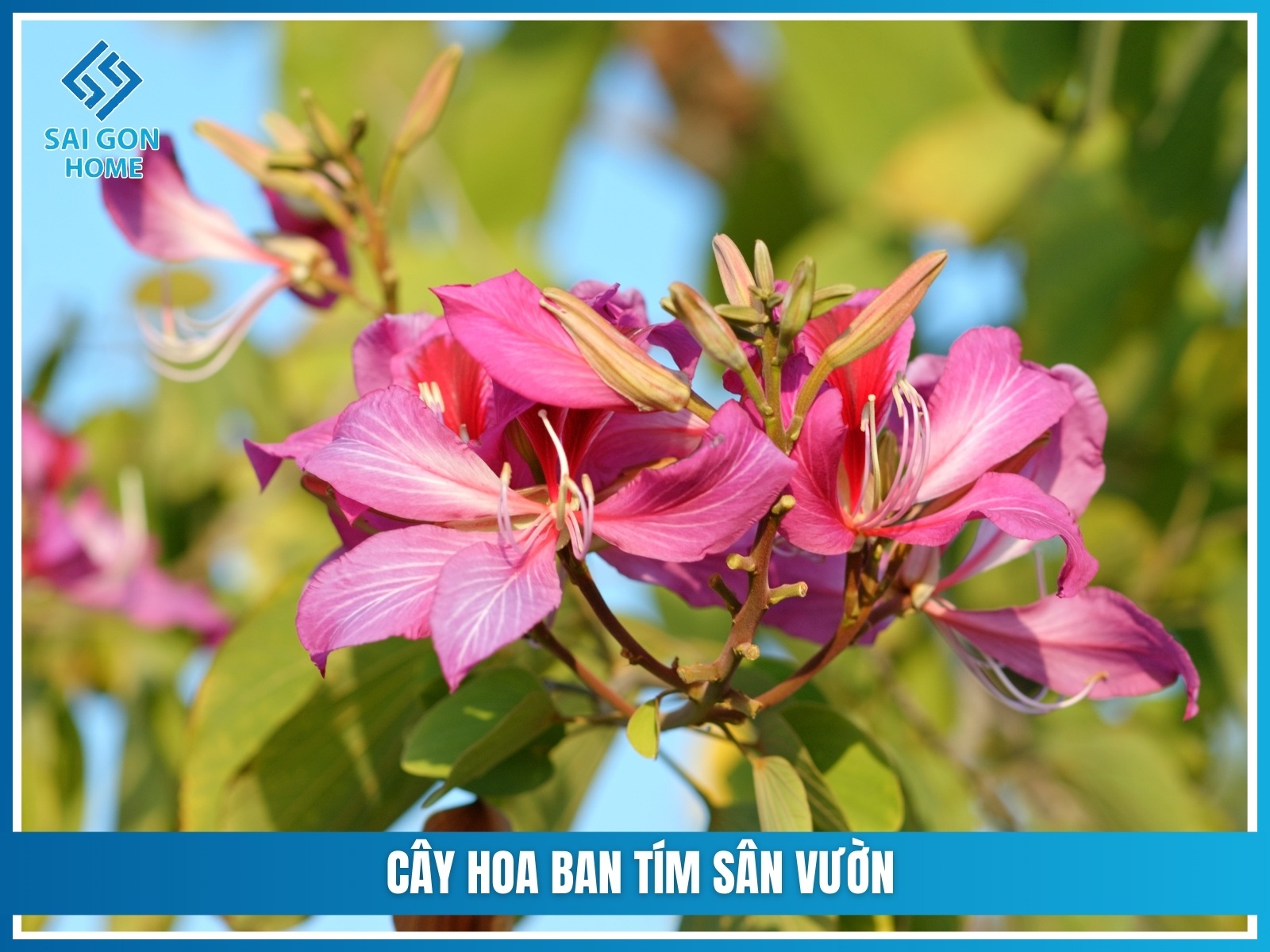 75+ cây cảnh sân vườn dễ trồng & hợp phong thủy 35 Cay hoa ban tim san vuon