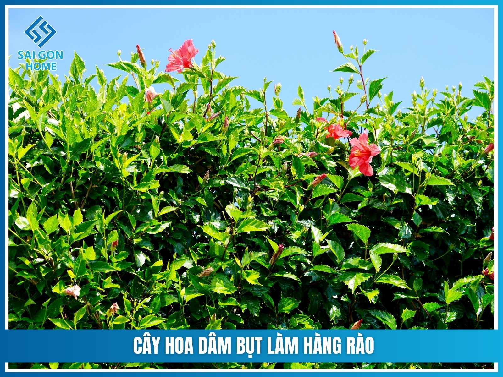 75+ cây cảnh sân vườn dễ trồng & hợp phong thủy 36 Cay hoa dam but lam hang rao