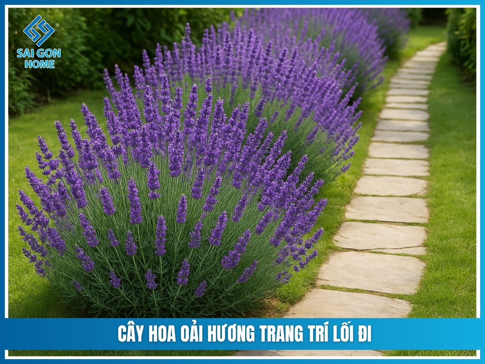 75+ cây cảnh sân vườn dễ trồng & hợp phong thủy 37 Cay hoa oai huong trang tri loi di