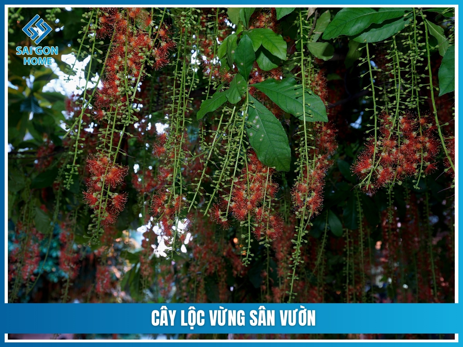 75+ cây cảnh sân vườn dễ trồng & hợp phong thủy 23 Cay loc vung san vuon