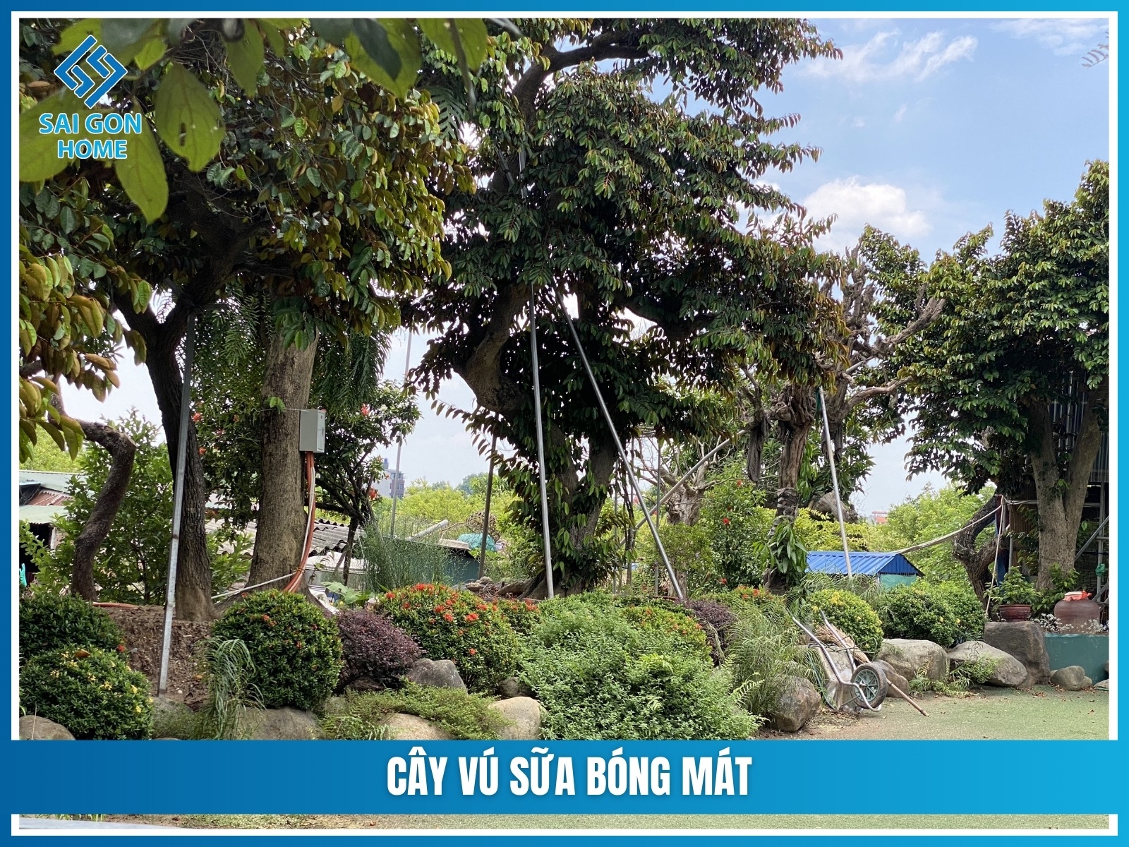 75+ cây cảnh sân vườn dễ trồng & hợp phong thủy 24 Cay vu sua bong mat