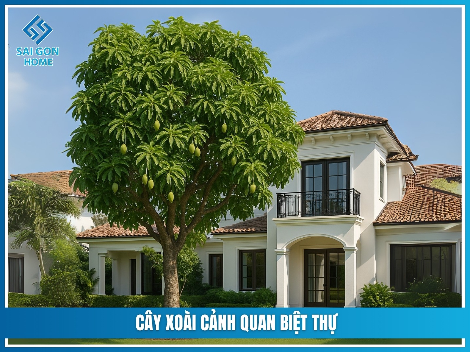 75+ cây cảnh sân vườn dễ trồng & hợp phong thủy 25 Cay xoai canh quan biet thu