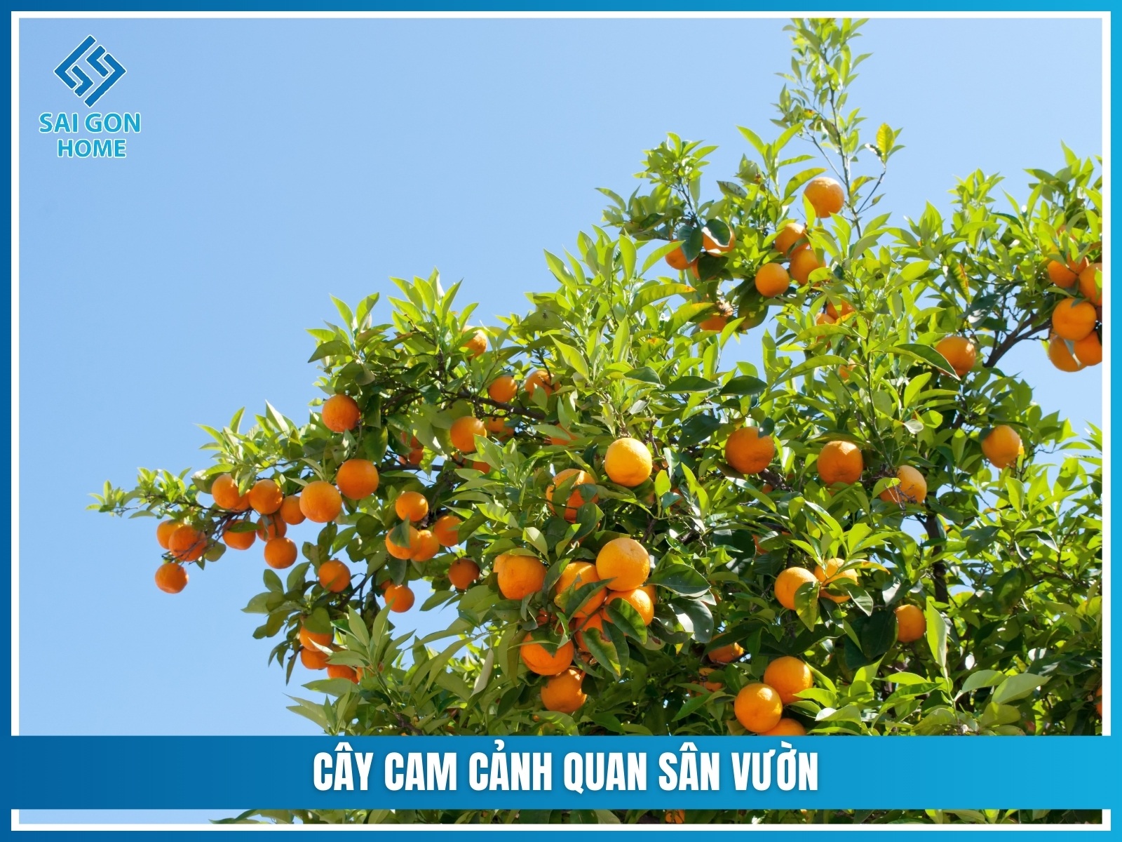 75+ cây cảnh sân vườn dễ trồng & hợp phong thủy 26 Cay cam canh quan san vuon