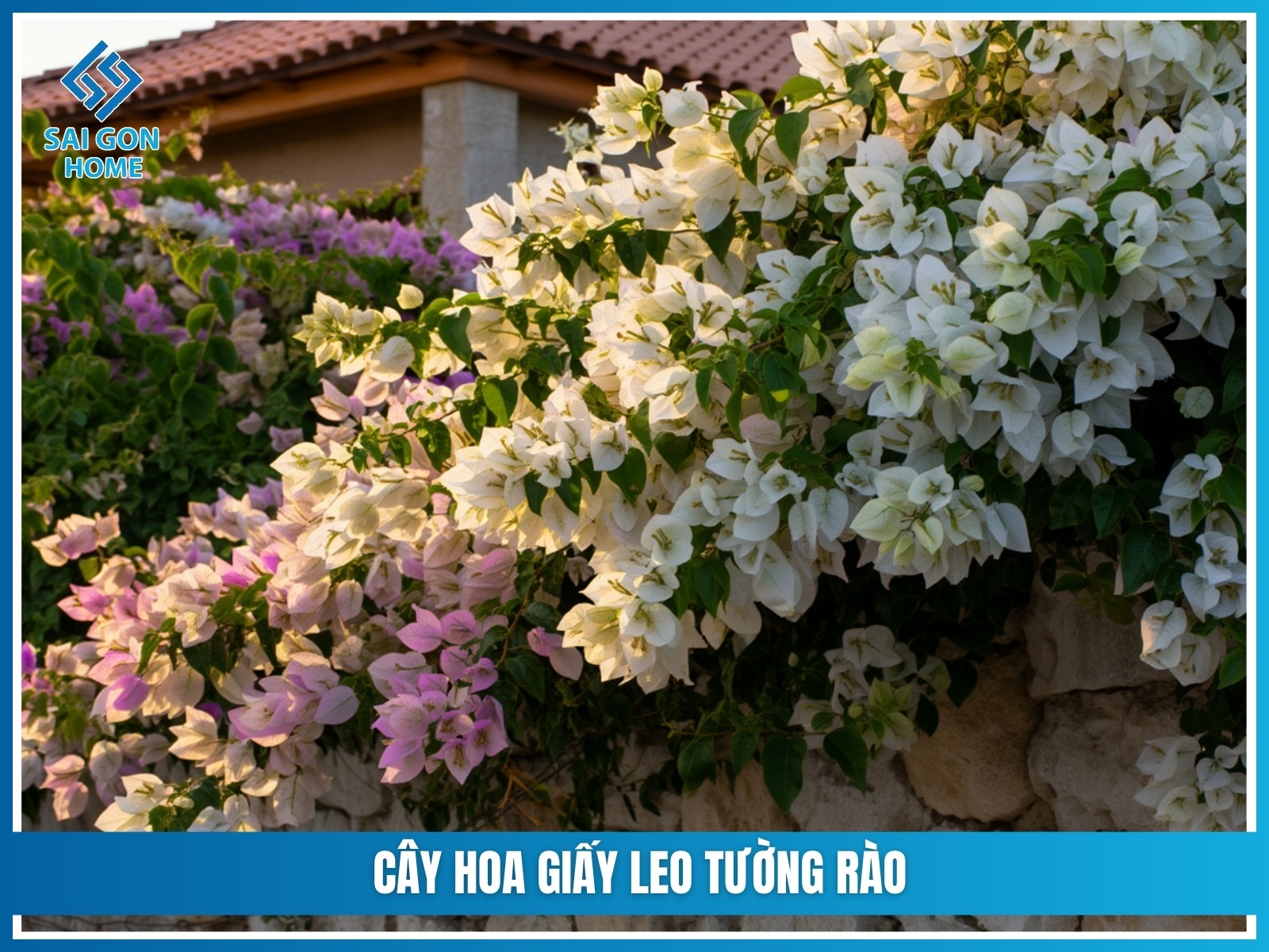 75+ cây cảnh sân vườn dễ trồng & hợp phong thủy 27 Cay hoa giay leo tuong rao