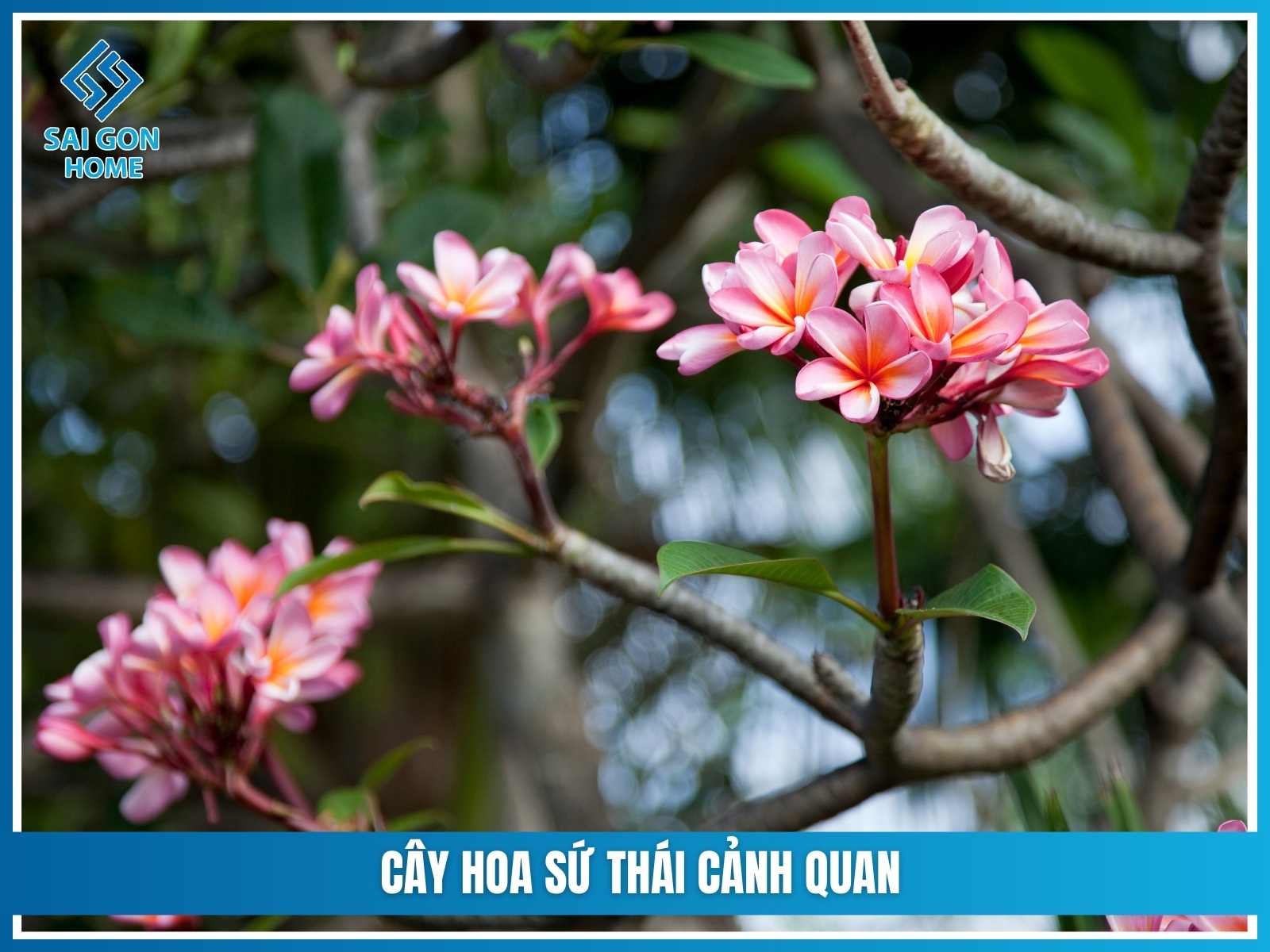 75+ cây cảnh sân vườn dễ trồng & hợp phong thủy 28 Cay hoa su Thai canh quan