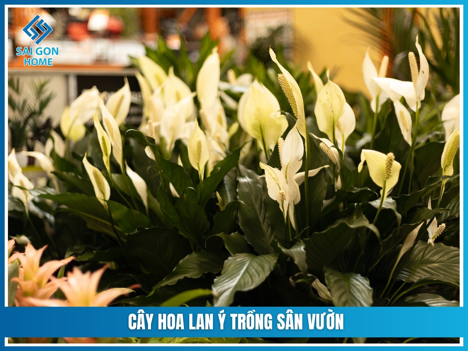 75+ cây cảnh sân vườn dễ trồng & hợp phong thủy 29 Cay hoa lan y trong san vuon