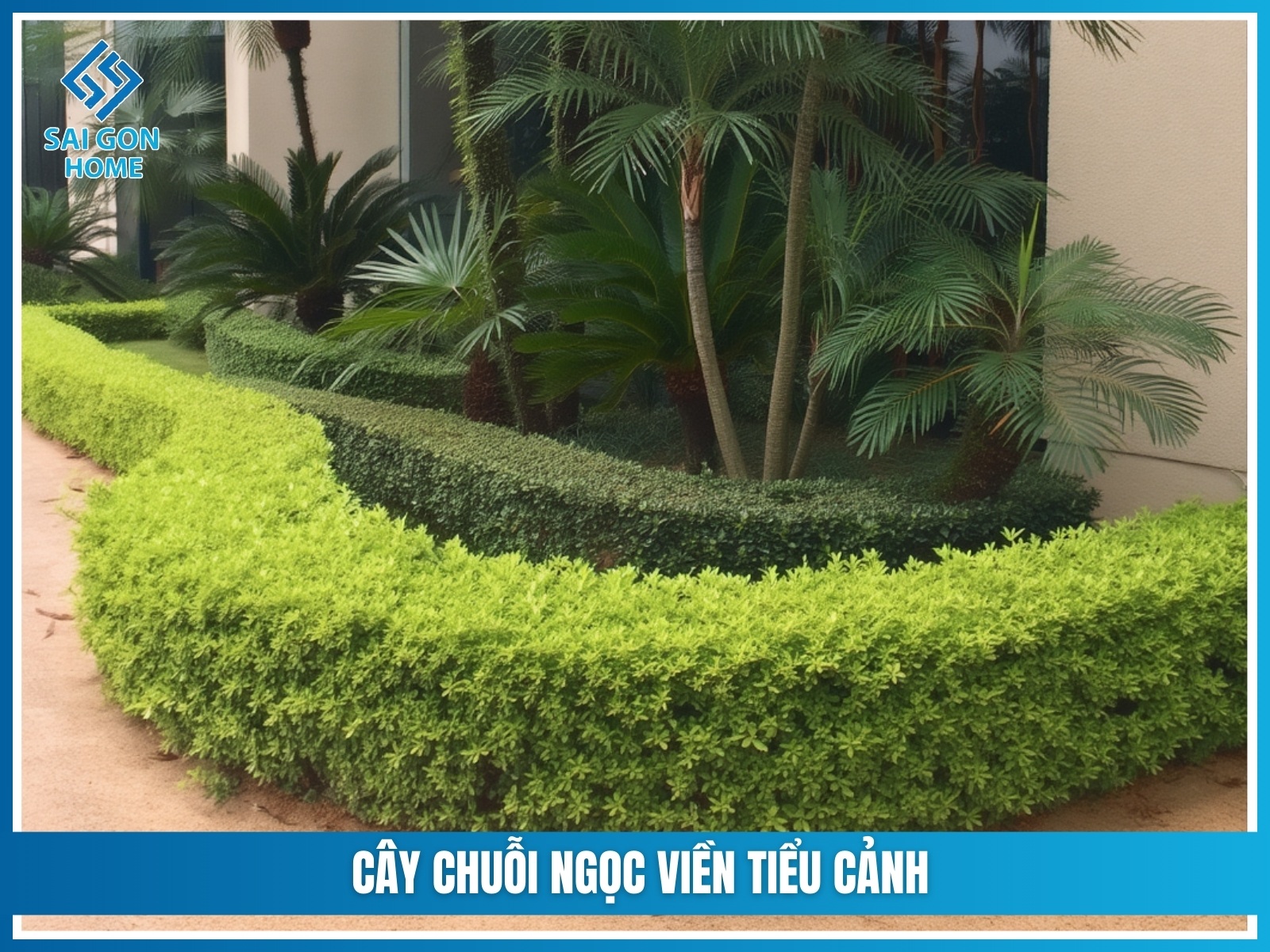 75+ cây cảnh sân vườn dễ trồng & hợp phong thủy 30 Cay chuoi ngoc vien tieu canh