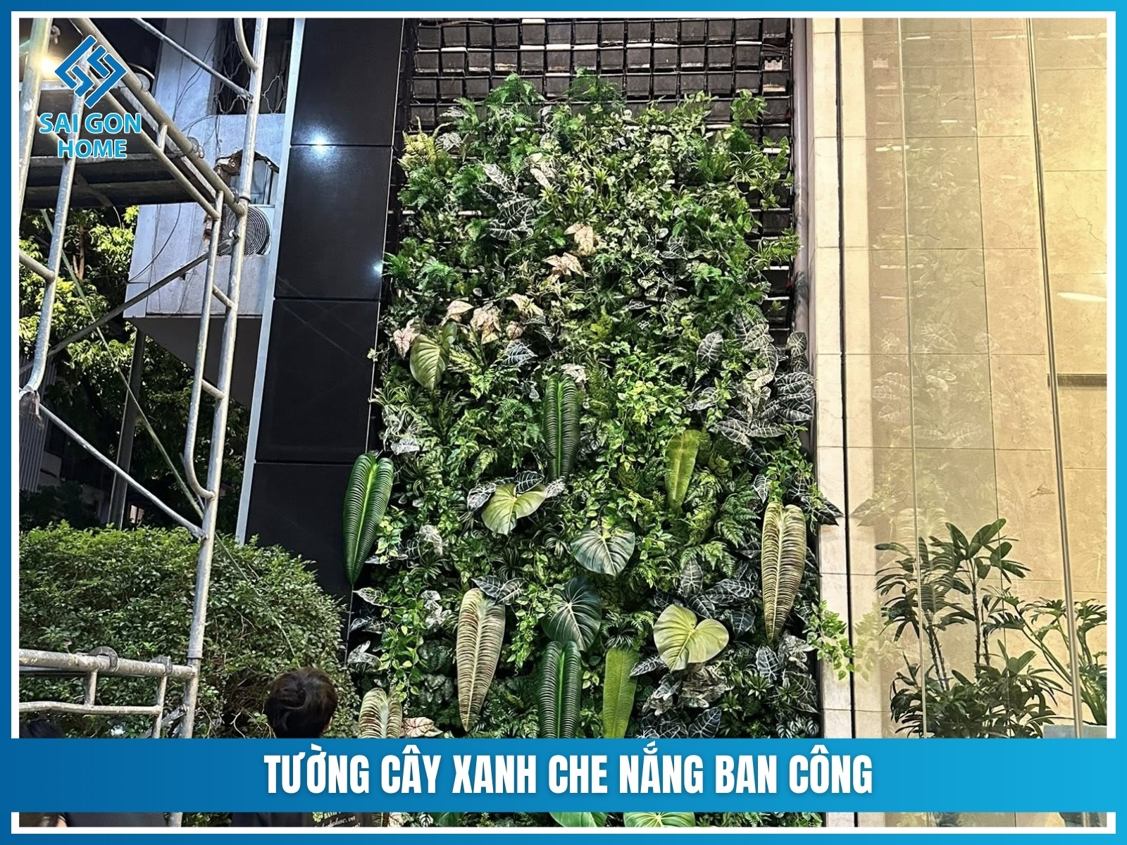Tuong cay xanh che nang ban cong