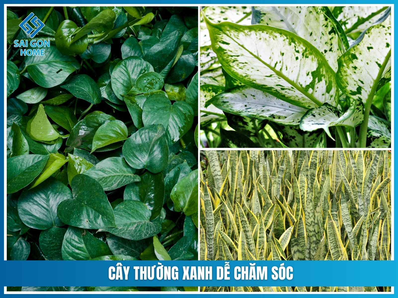 Cac loai cay phu hop lam tuong cay xanh trong nha