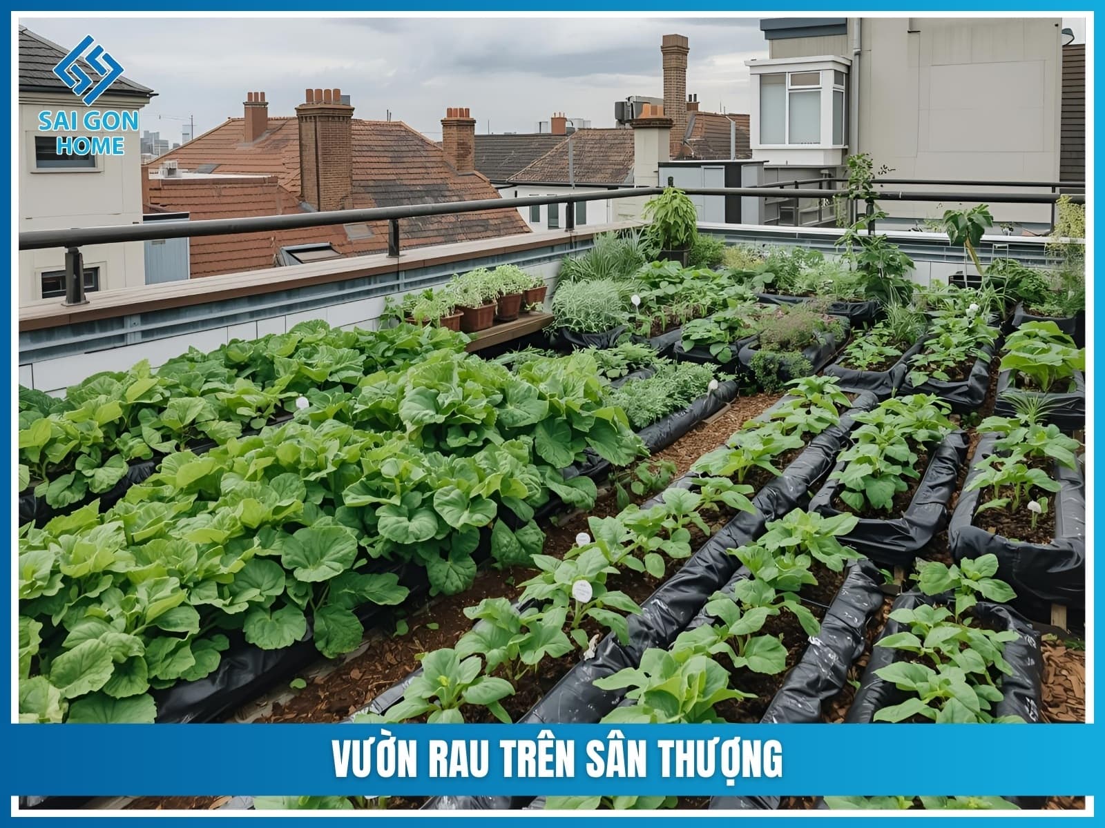 Vuon rau tren san thuong