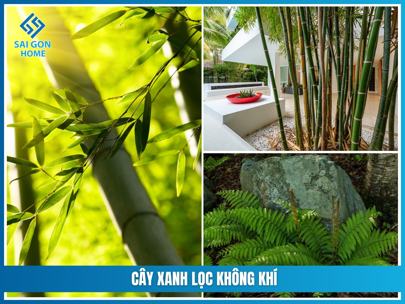 Ý tưởng thiết kế sân vườn nhỏ trước nhà cấp 4 ĐẸP MẮT 33 Cay xanh loc khong khi