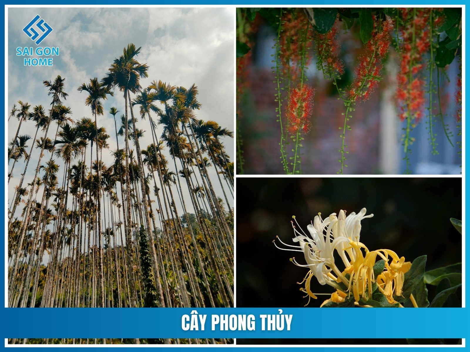 Ý tưởng thiết kế sân vườn nhỏ trước nhà cấp 4 ĐẸP MẮT 34 Cay phong thuy