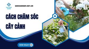 Hướng dẫn cách chăm sóc cây cảnh TOÀN DIỆN cho người mới