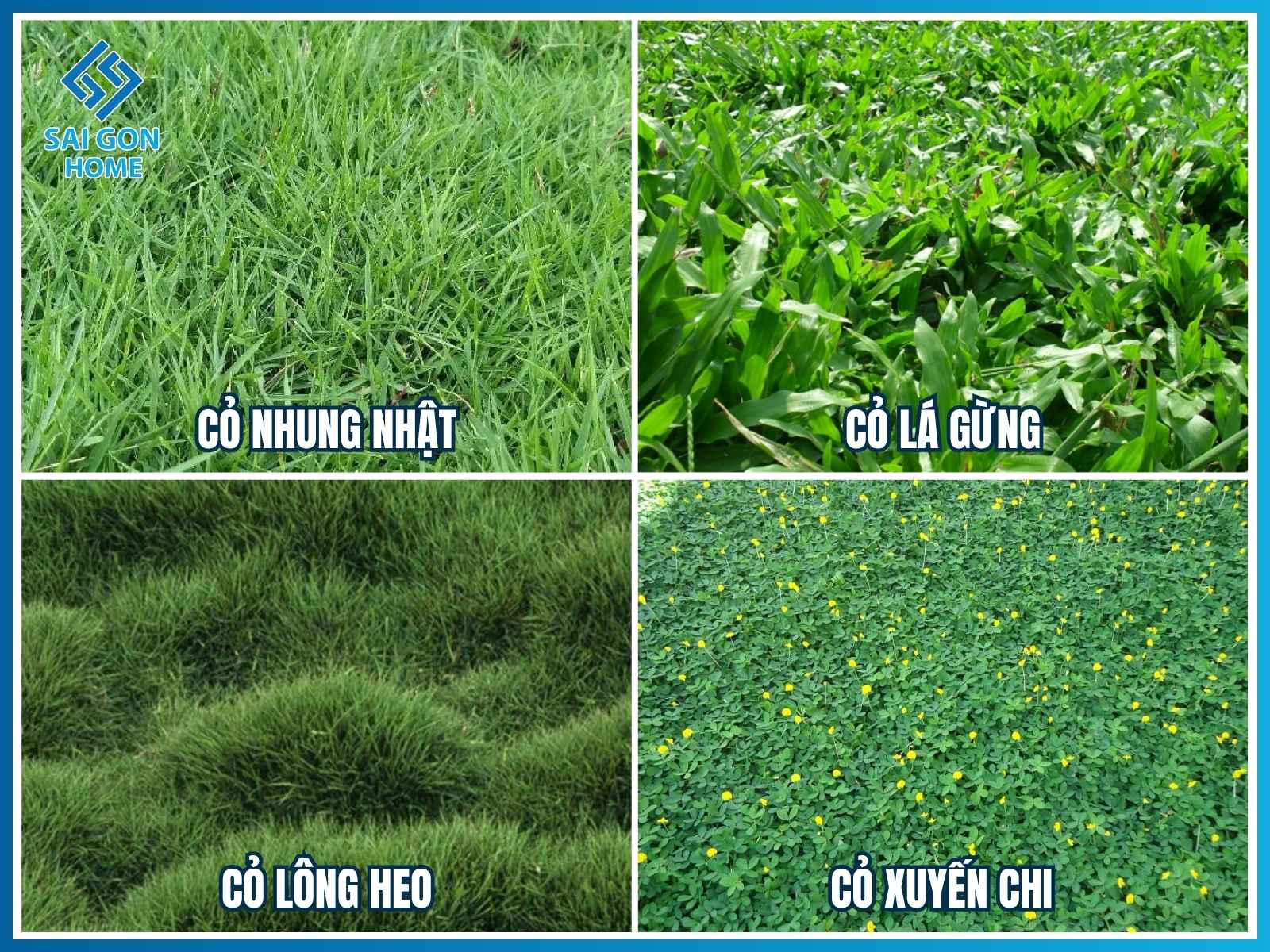 Các loại cỏ phù hợp để làm đồi sân vườn