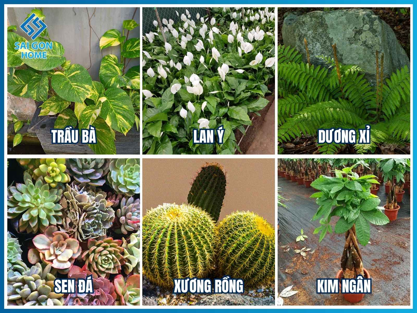 Gợi ý các loại cây trồng phù hợp bên hông nhà