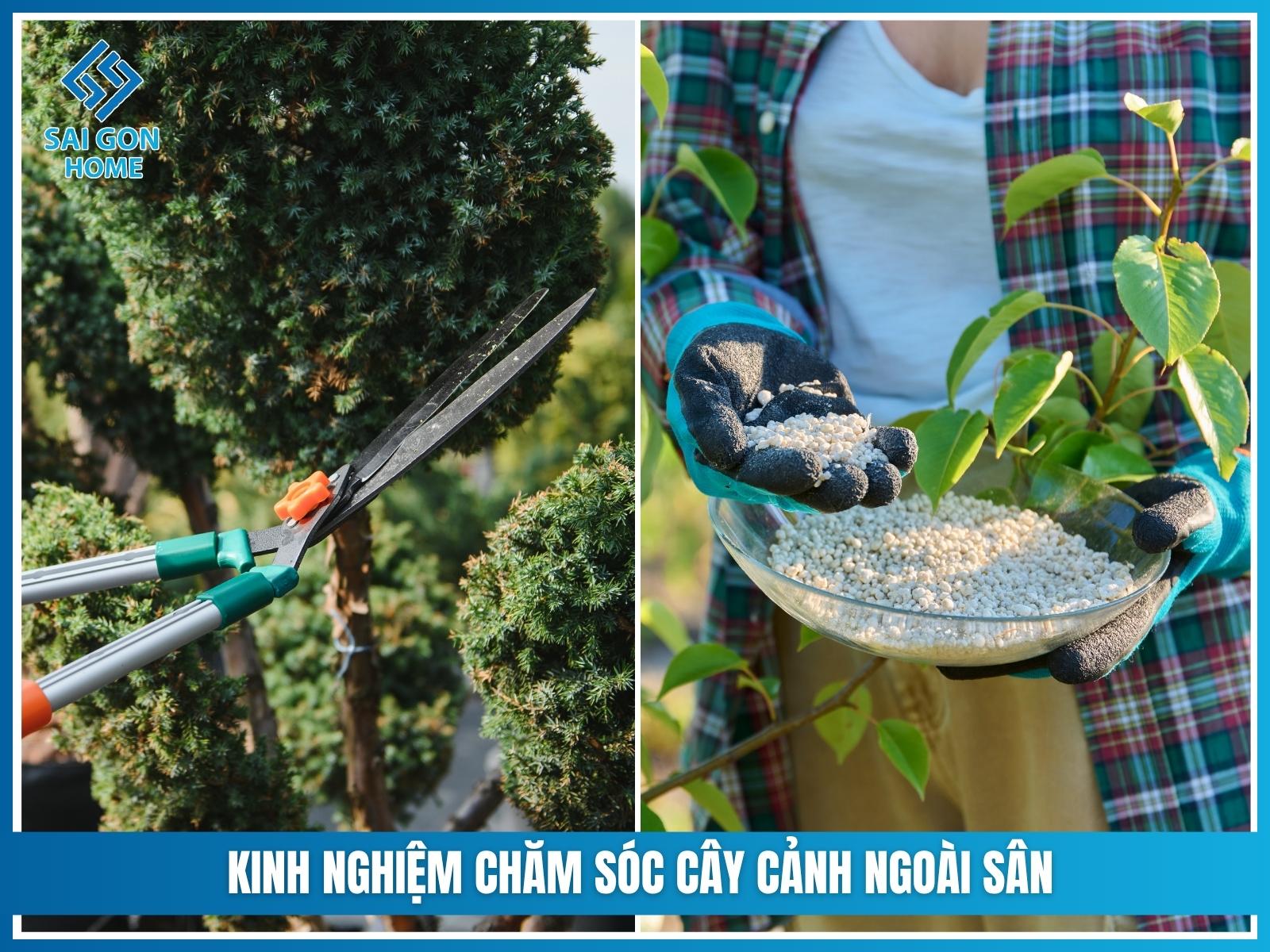 Kinh nghiệm chăm sóc cây cảnh ngoài sân