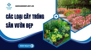 Gợi ý các loại cây trồng sân vườn đẹp chịu nắng TỐT