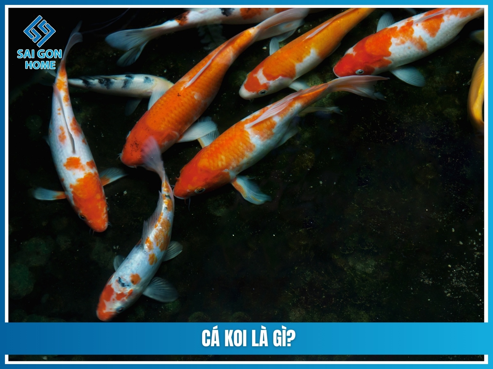 Cá koi là gì? 