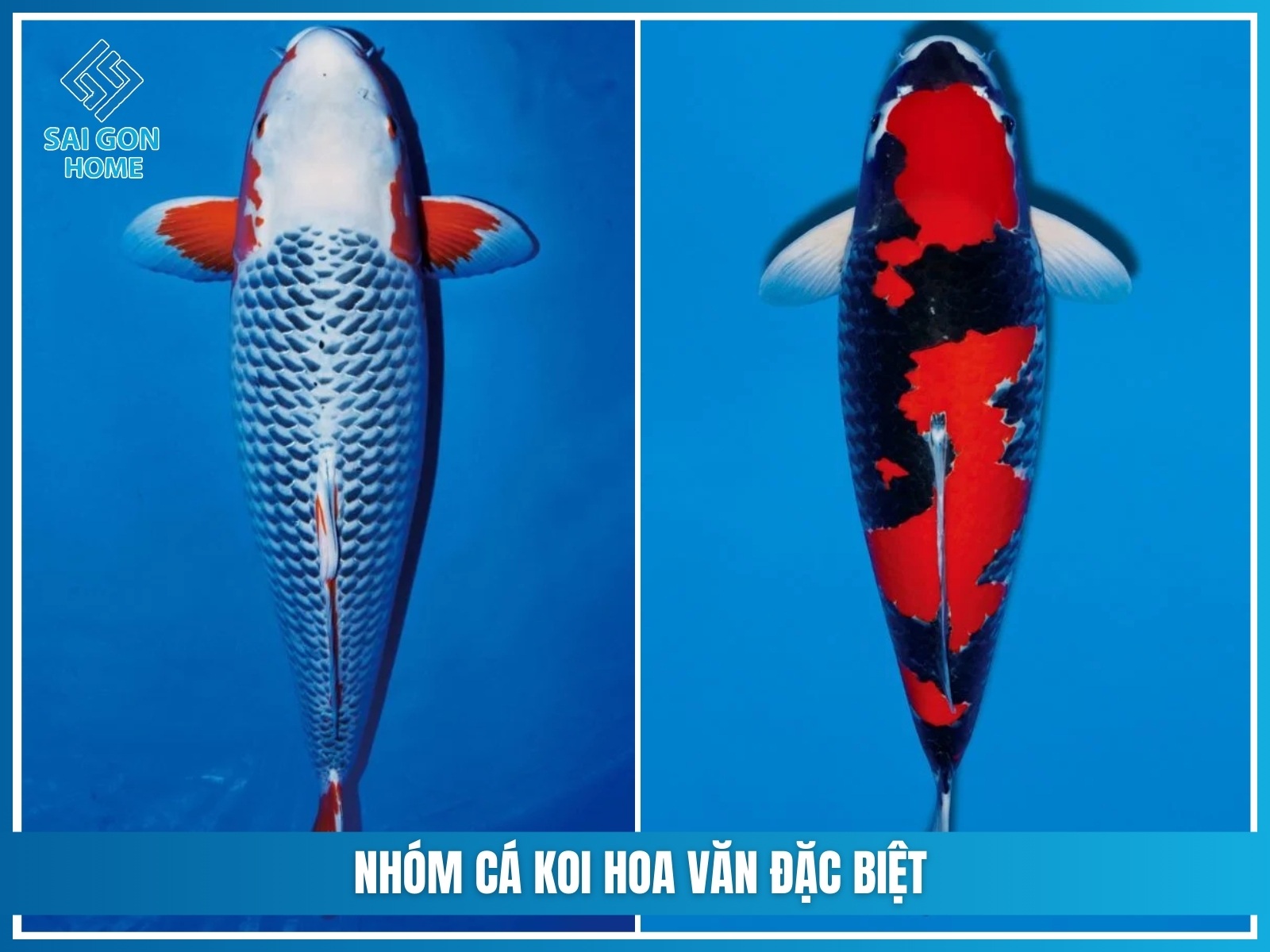 Nhóm cá koi hoa văn đặc biệt