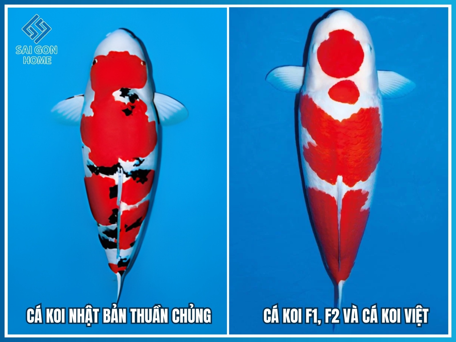 Phân loại cá koi theo nguồn gốc