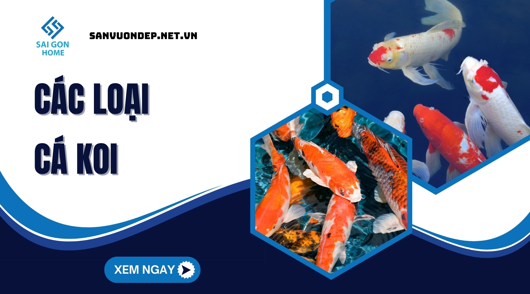 Các loại cá koi được ưa chuộng NHẤT hiện nay [CHI TIẾT]