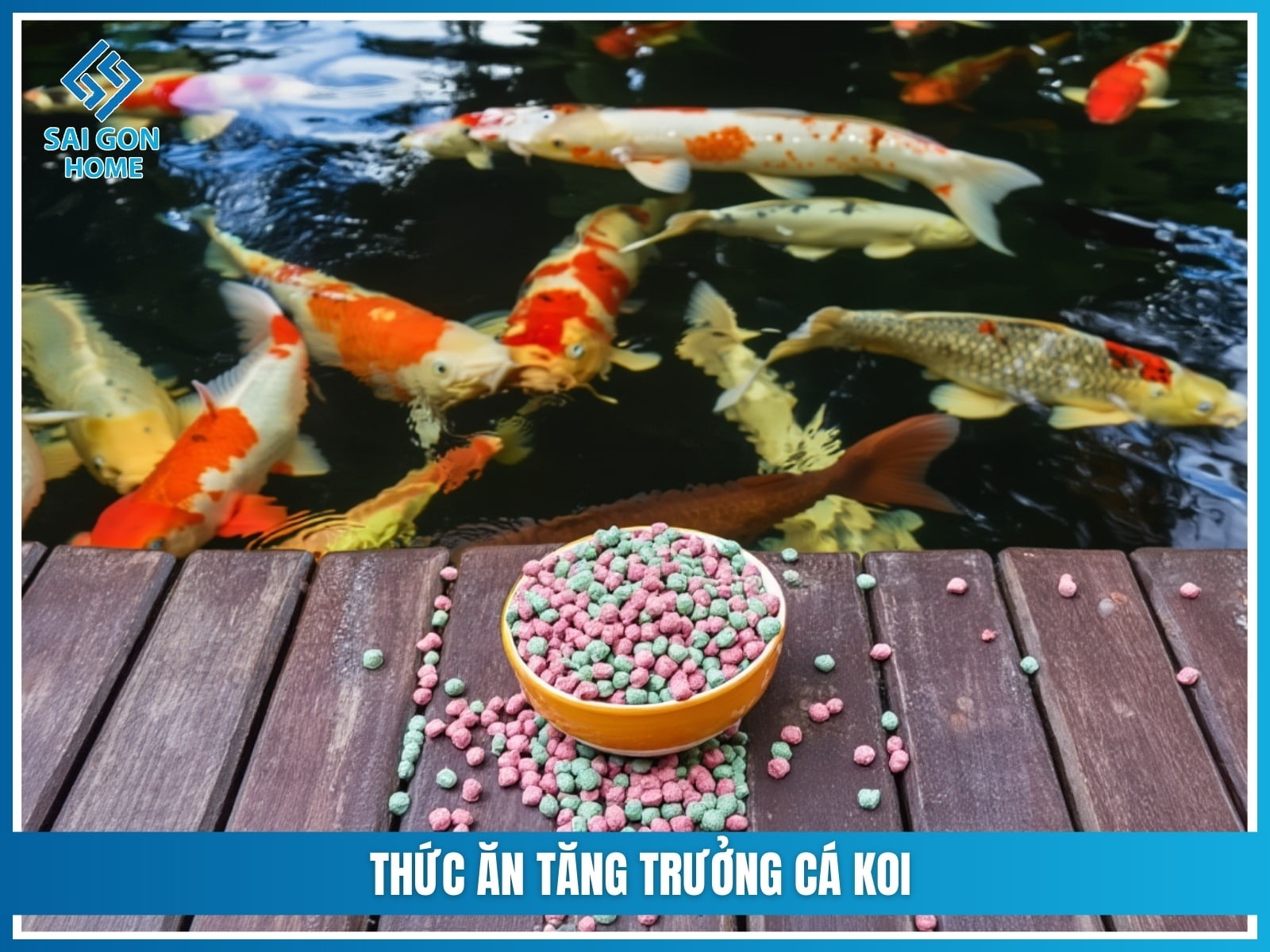 Các loại thức ăn cho cá koi giúp cá KHỎE và lên màu đẹp 10 Thức ăn tăng trưởng cá koi