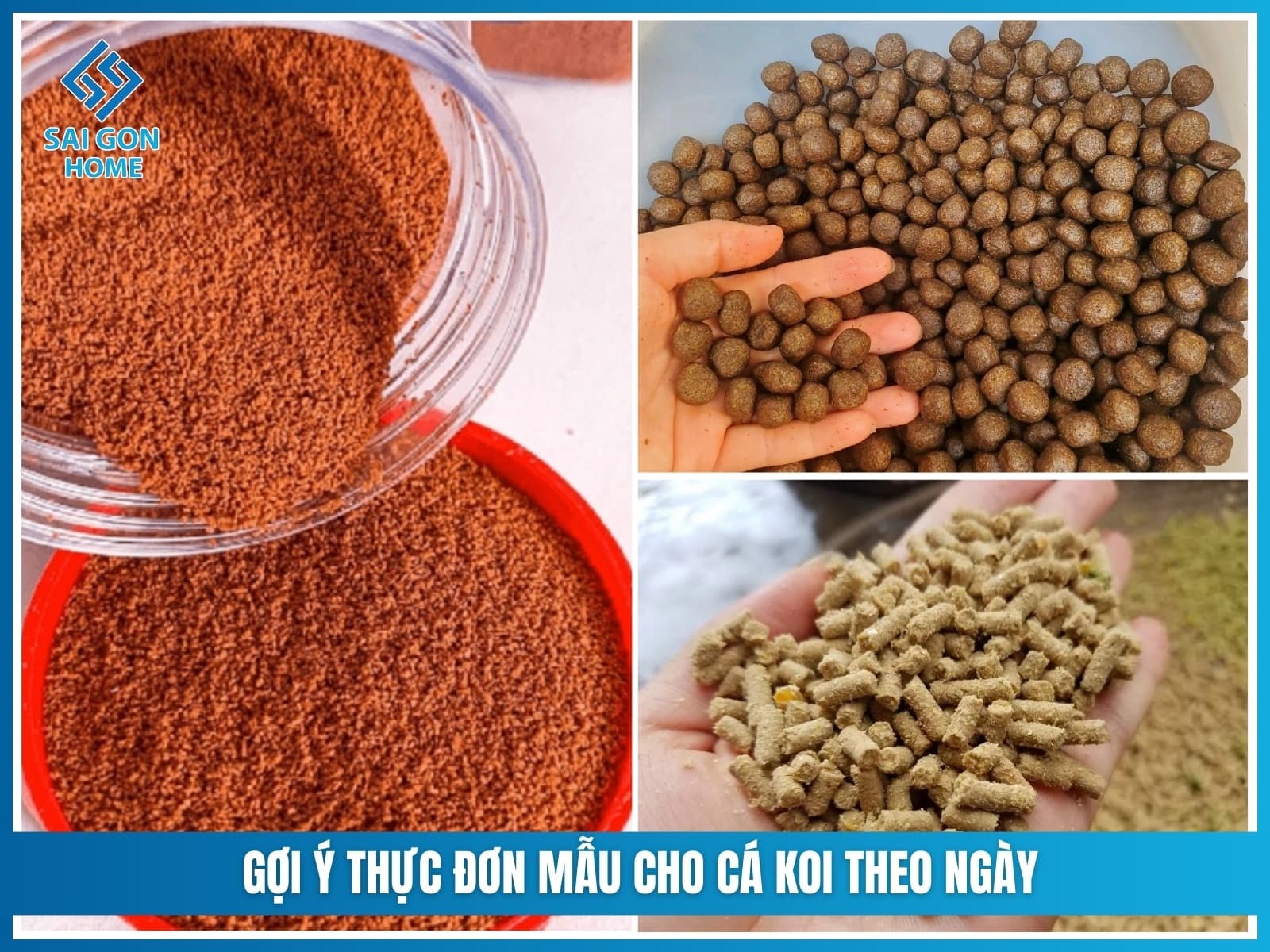 Các loại thức ăn cho cá koi giúp cá KHỎE và lên màu đẹp 14 Gợi ý thực đơn mẫu cho cá koi theo ngày