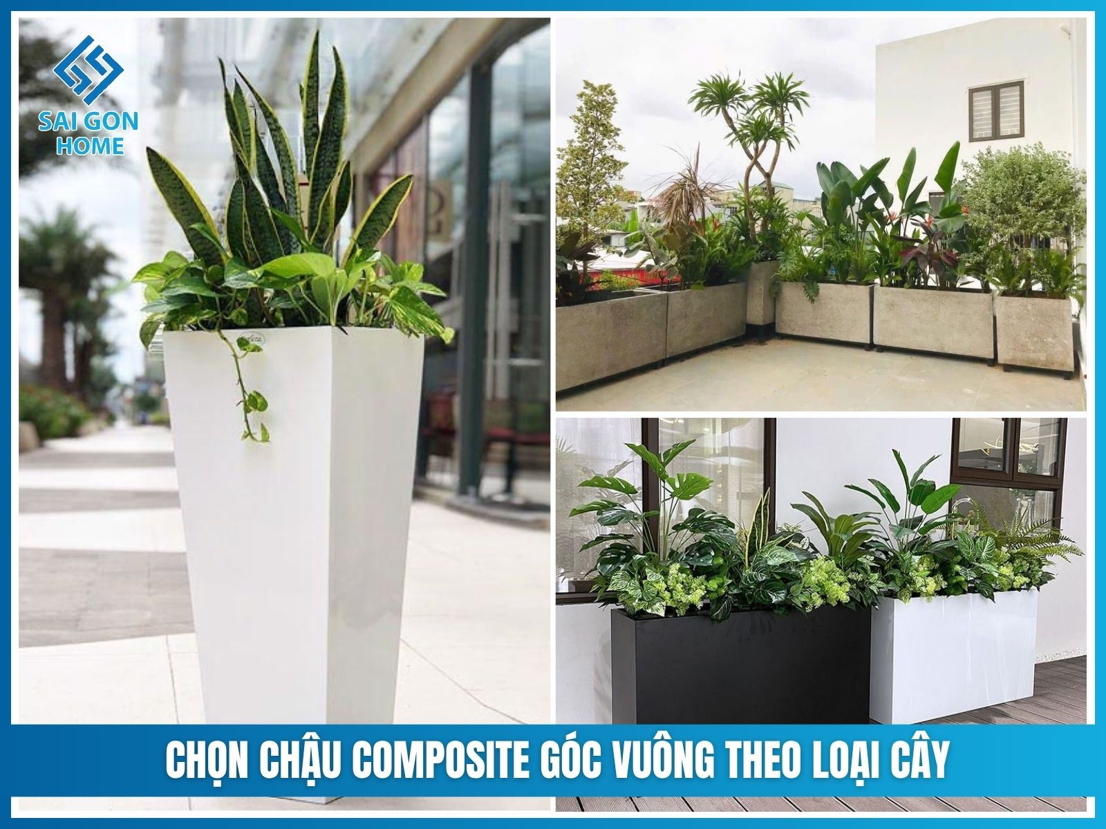 Cách chọn chậu composite vuông theo loại cây