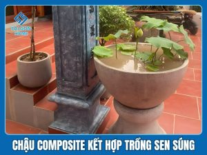 Chậu composite kết hợp trồng sen súng