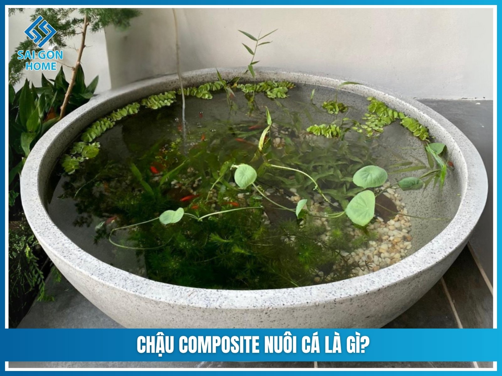 Chậu composite nuôi cá là gì?