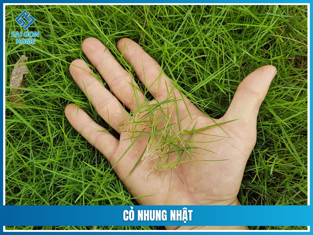 Các loại cỏ trồng sân vườn đẹp được ƯA CHUỘNG hiện nay 11 Cỏ nhung Nhật