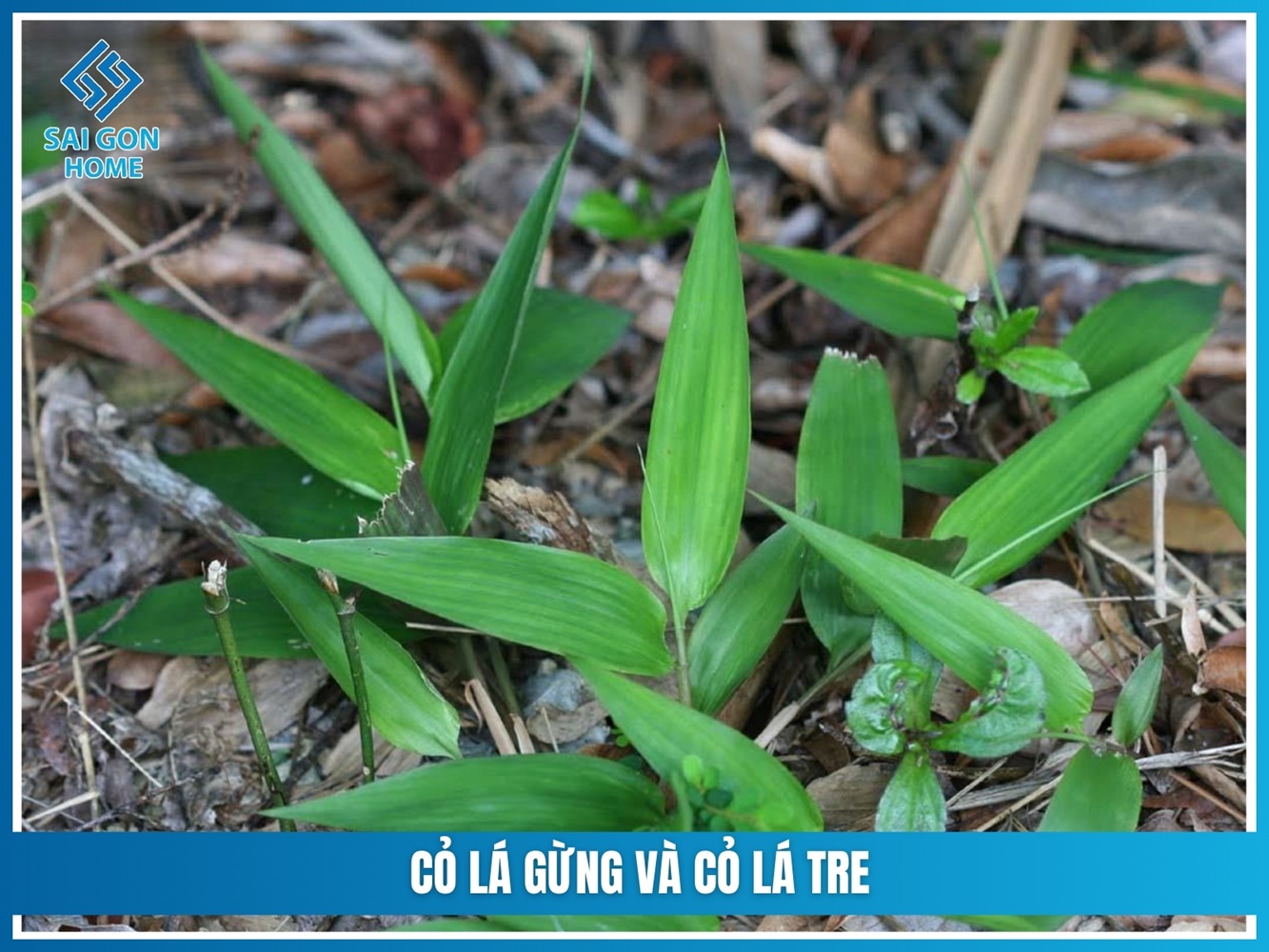 Các loại cỏ trồng sân vườn đẹp được ƯA CHUỘNG hiện nay 12 Cỏ lá gừng và cỏ lá tre