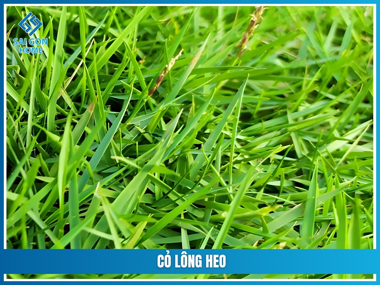 Các loại cỏ trồng sân vườn đẹp được ƯA CHUỘNG hiện nay 14 Cỏ lông heo