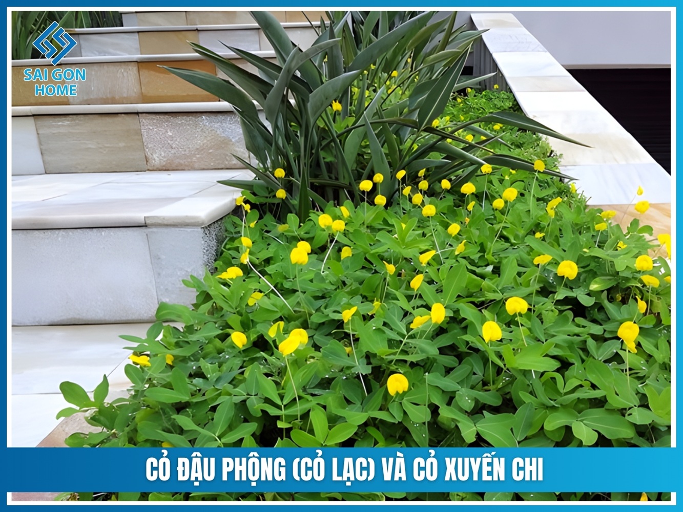 Các loại cỏ trồng sân vườn đẹp được ƯA CHUỘNG hiện nay 15 Cỏ đậu phộng (cỏ lạc) và cỏ xuyến chi
