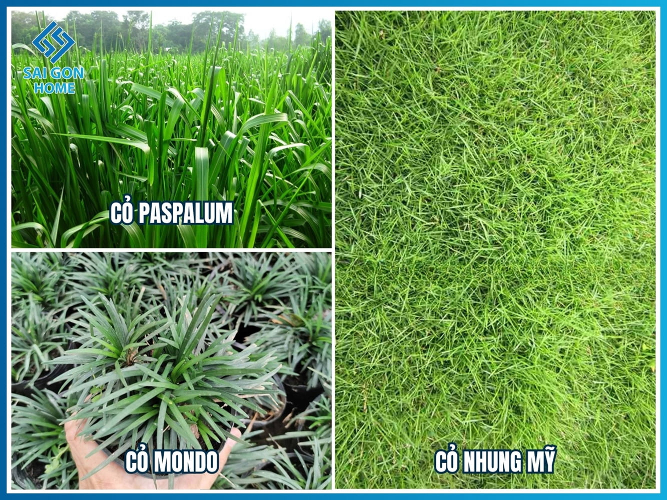 Các loại cỏ trồng sân vườn đẹp được ƯA CHUỘNG hiện nay 16 Mot so loai co trong san vuon