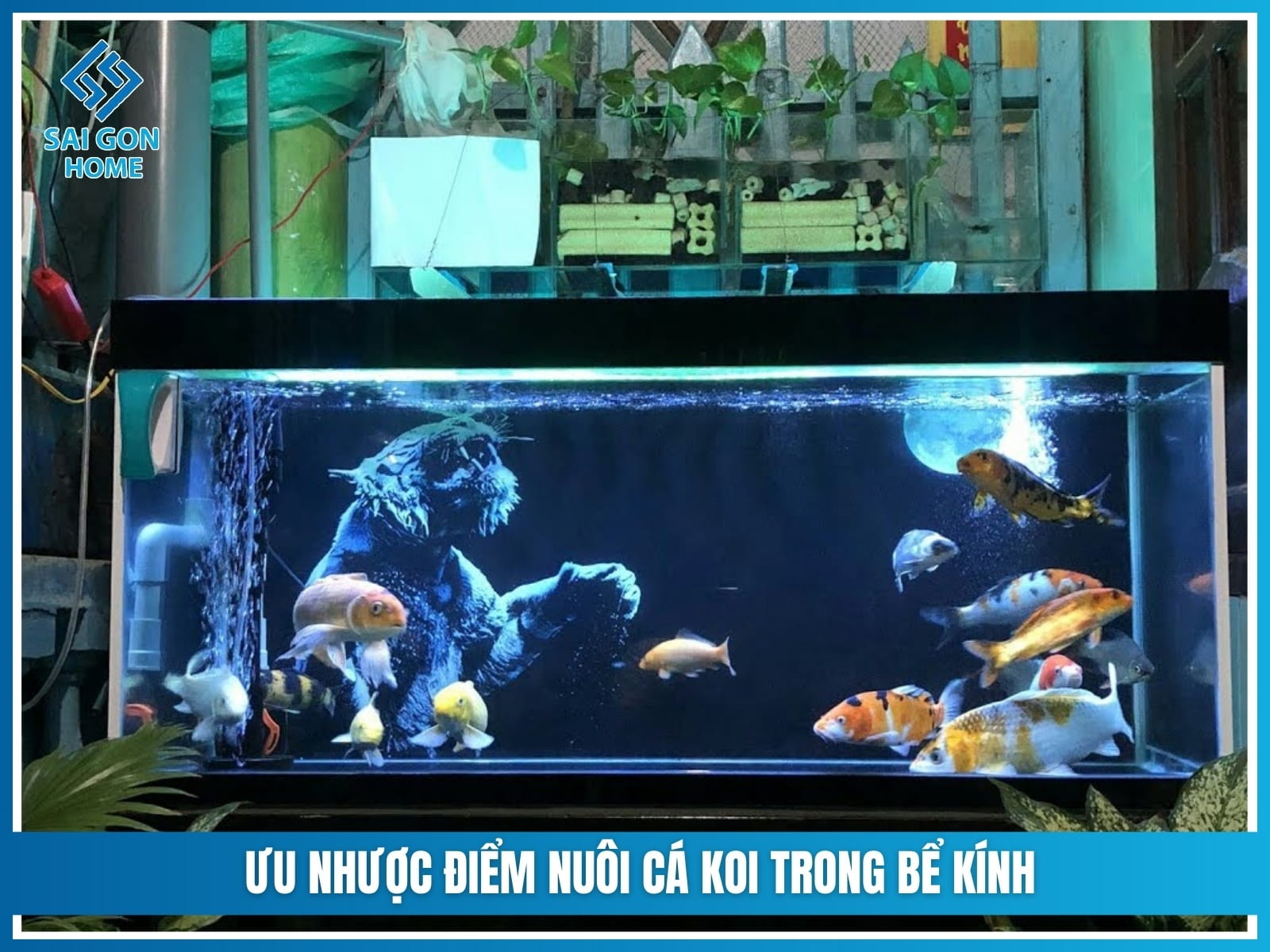 Hướng dẫn nuôi cá koi trong bể kính ĐƠN GIẢN an toàn 8 Ưu nhược điểm nuôi cá koi trong bể kính