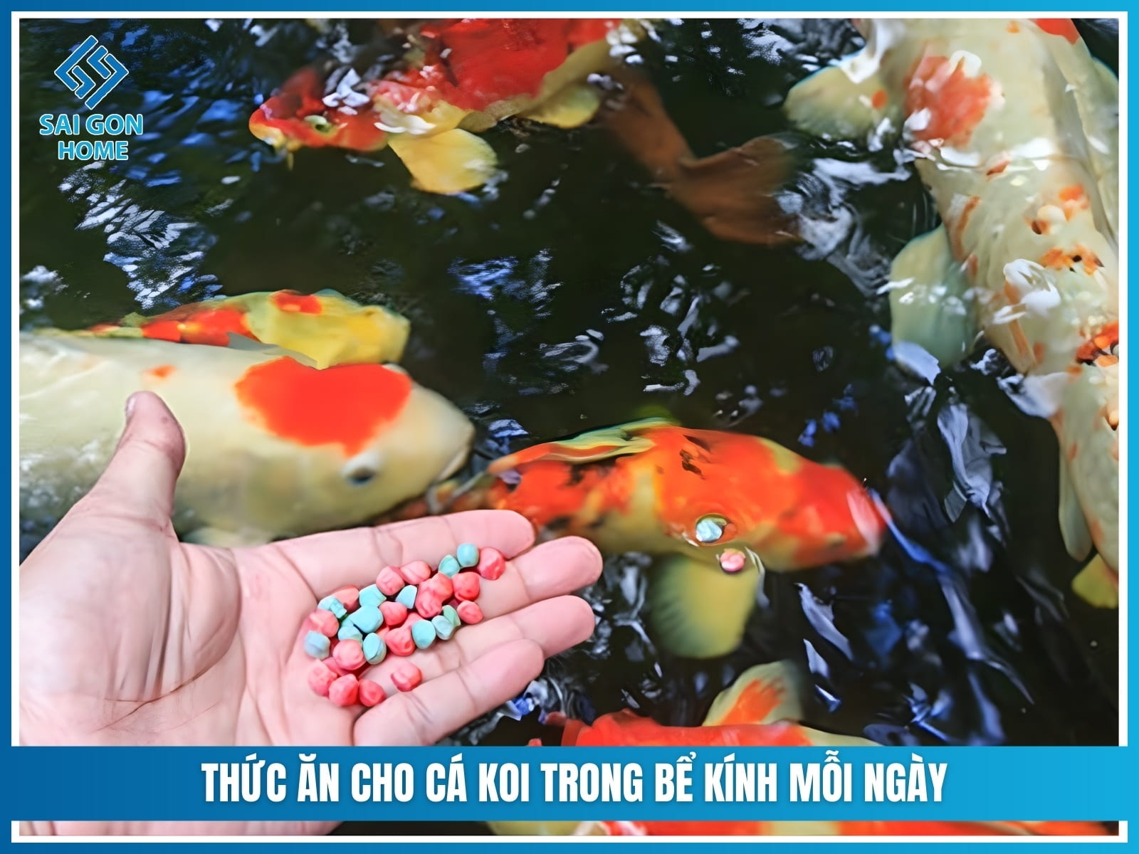 Hướng dẫn nuôi cá koi trong bể kính ĐƠN GIẢN an toàn 10 Thức ăn cho cá koi trong bể kính mỗi ngày