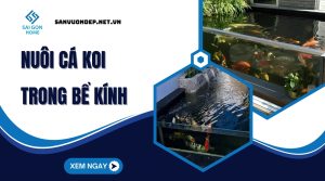 Hướng dẫn nuôi cá koi trong bể kính ĐƠN GIẢN an toàn