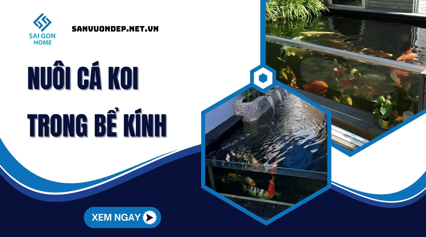 Hướng dẫn nuôi cá koi trong bể kính ĐƠN GIẢN an toàn 7 Hướng dẫn nuôi cá koi trong bể kính ĐƠN GIẢN an toàn