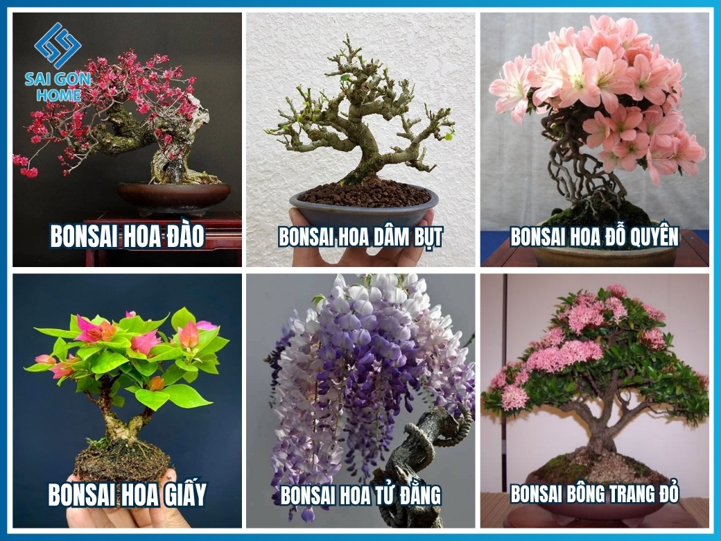 31+ loại cây cảnh bonsai mini để bàn đẹp hợp PHONG THỦY 10 Nhóm cây bonsai mini đẹp
