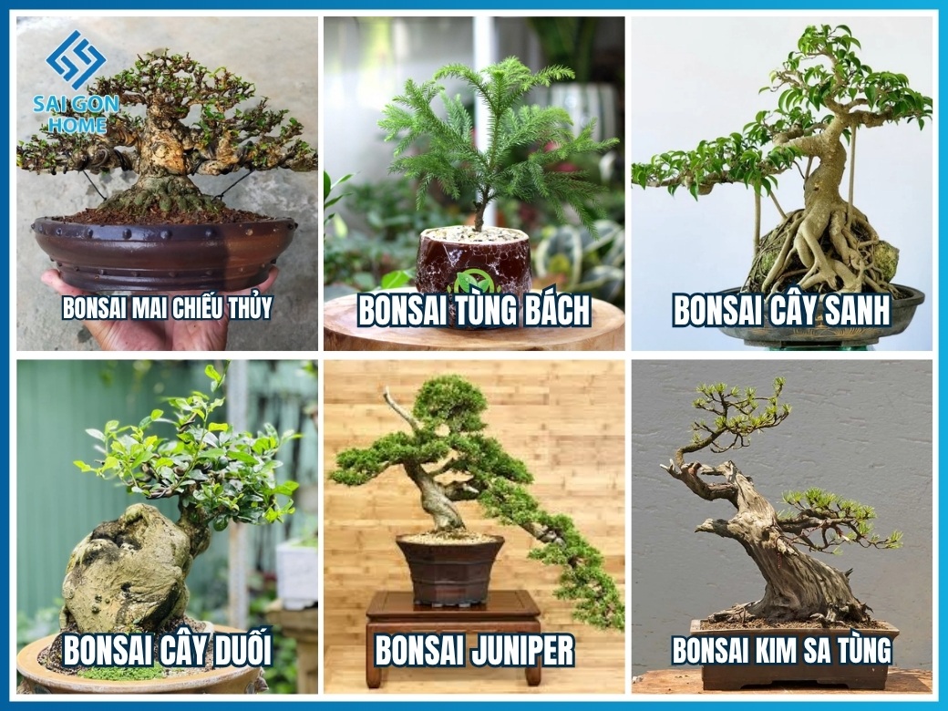 31+ loại cây cảnh bonsai mini để bàn đẹp hợp PHONG THỦY 11 Nhóm cây bonsai mini xanh lá ổn định