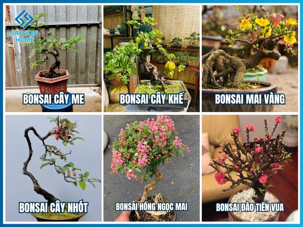 31+ loại cây cảnh bonsai mini để bàn đẹp hợp PHONG THỦY 12 Nhóm cây ăn quả tạo hình bonsai